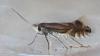Phyllonorycter sp.